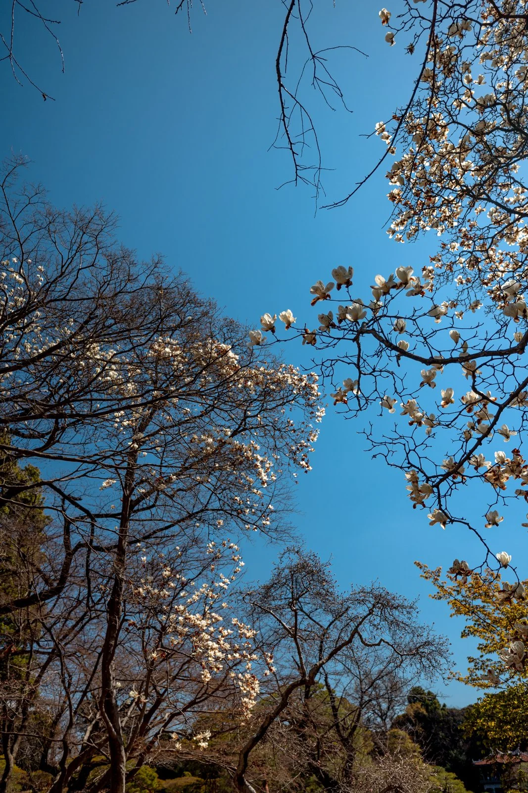 2026 JAPAN TOKYO SHINJUKU GYOEN GARDEN-11.jpg