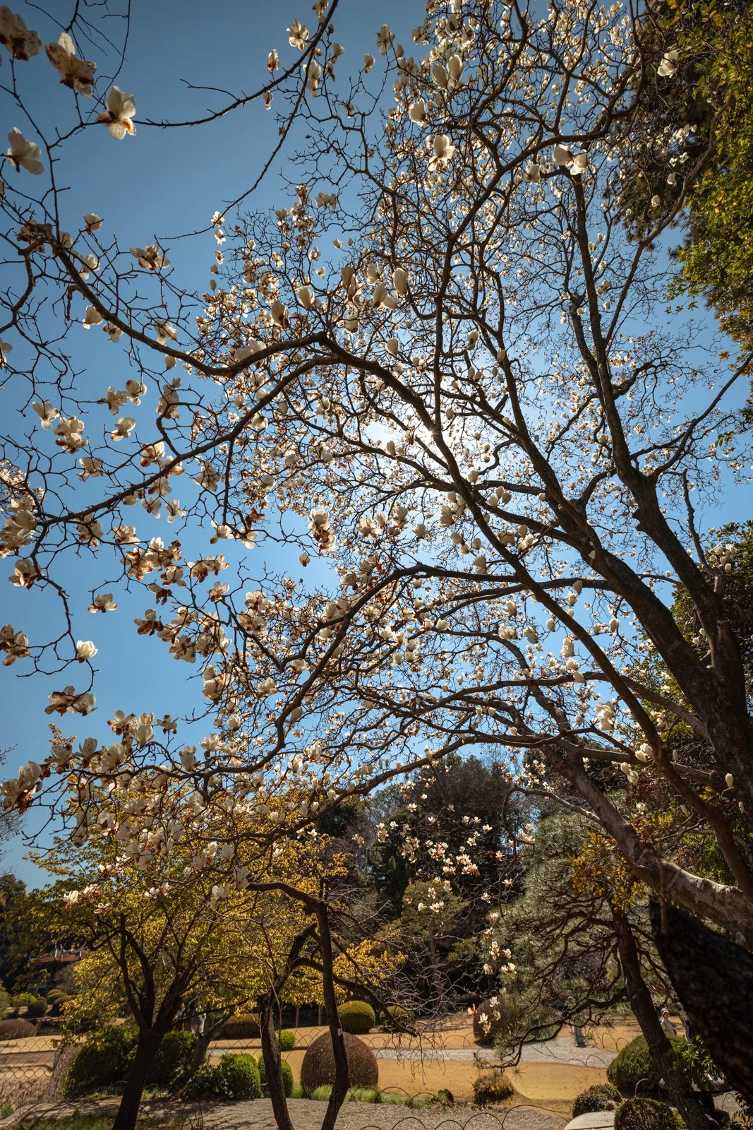2026 JAPAN TOKYO SHINJUKU GYOEN GARDEN-13.jpg