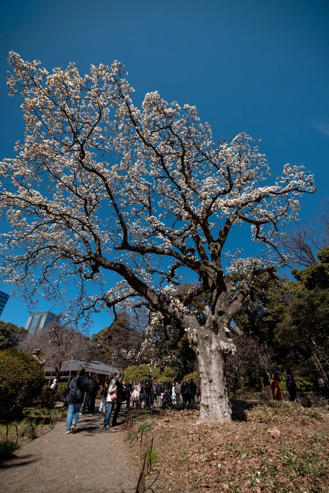 2026 JAPAN TOKYO SHINJUKU GYOEN GARDEN-14.jpg