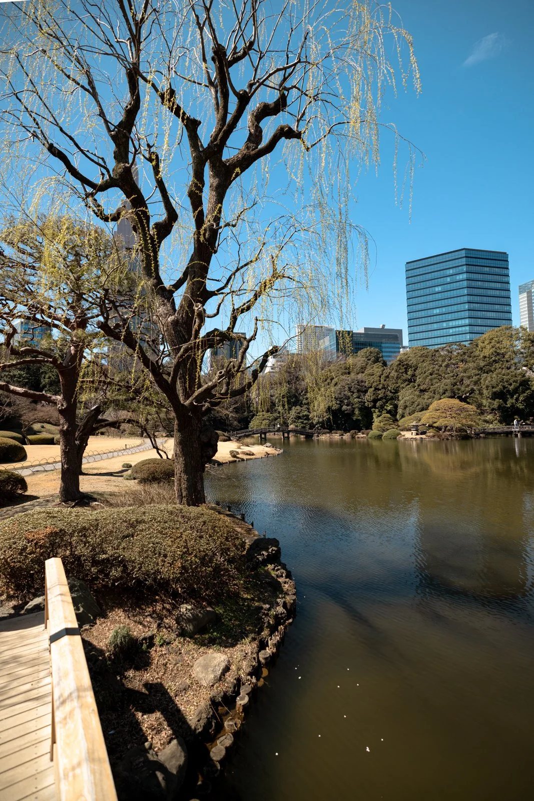 2026 JAPAN TOKYO SHINJUKU GYOEN GARDEN-17.jpg