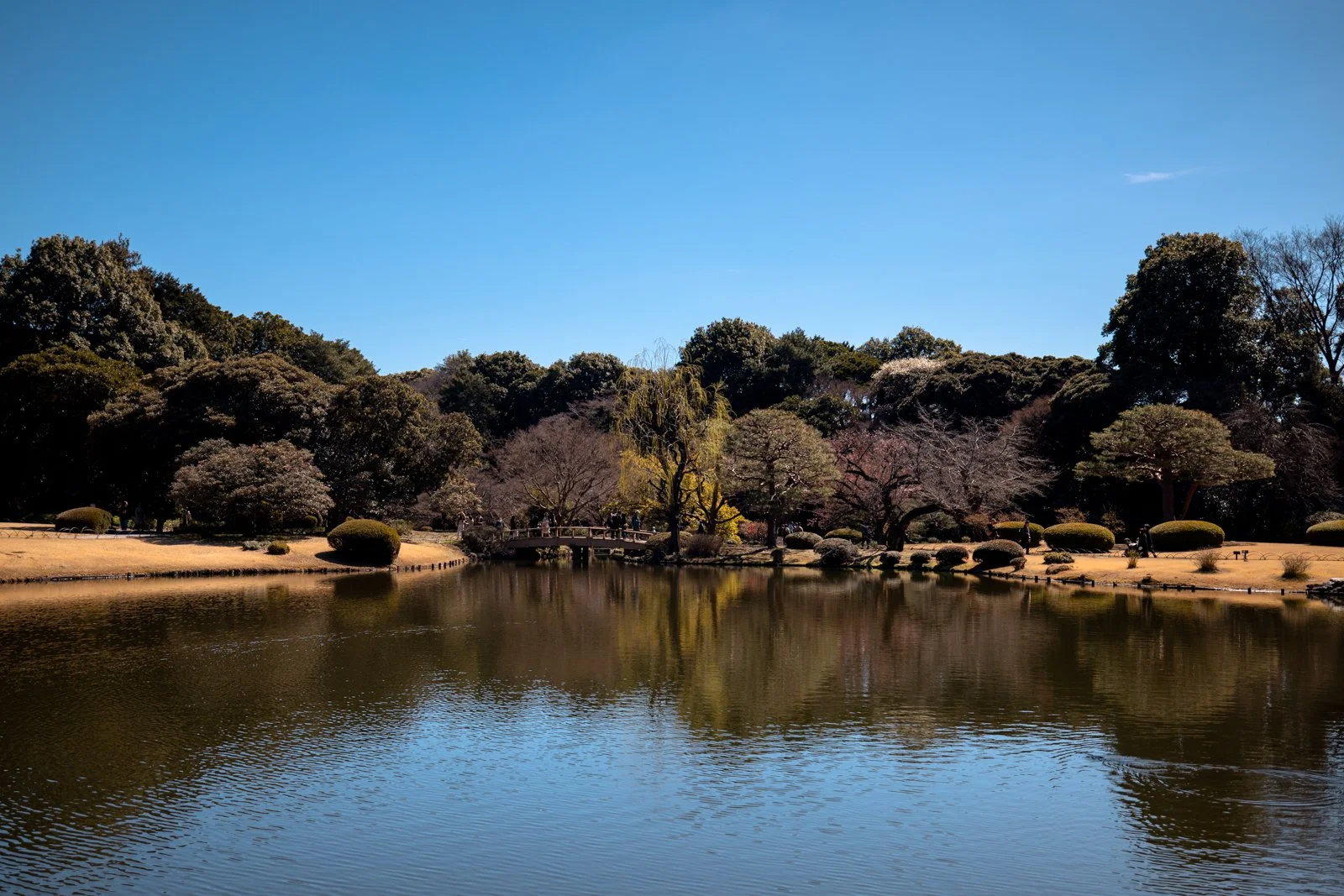 2026 JAPAN TOKYO SHINJUKU GYOEN GARDEN-21.jpg