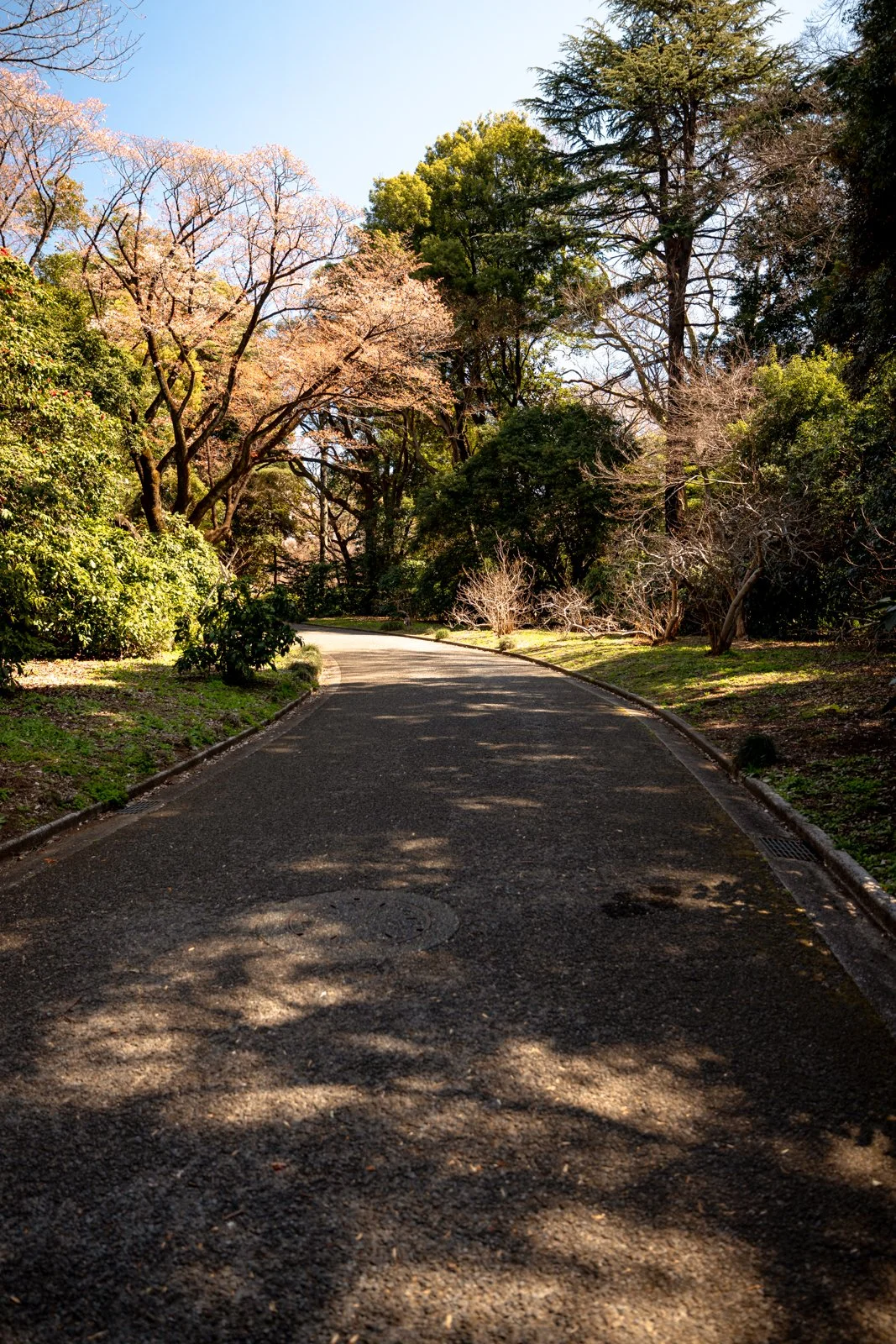 2026 JAPAN TOKYO SHINJUKU GYOEN GARDEN-22.jpg