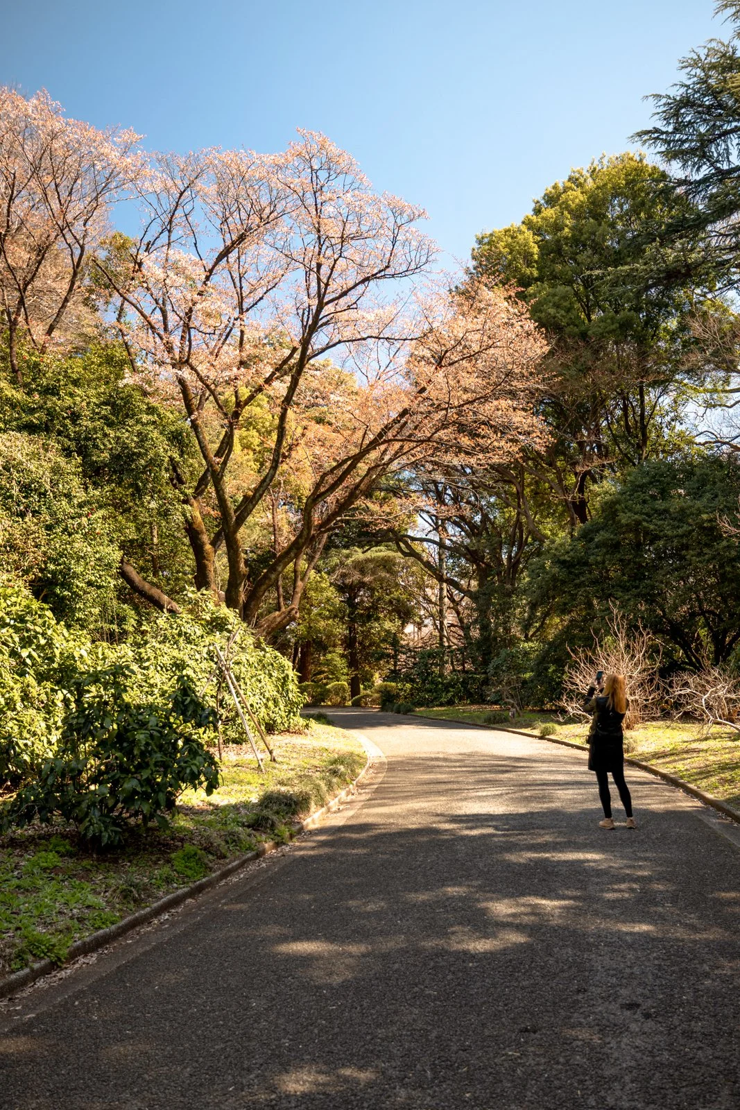 2026 JAPAN TOKYO SHINJUKU GYOEN GARDEN-23.jpg