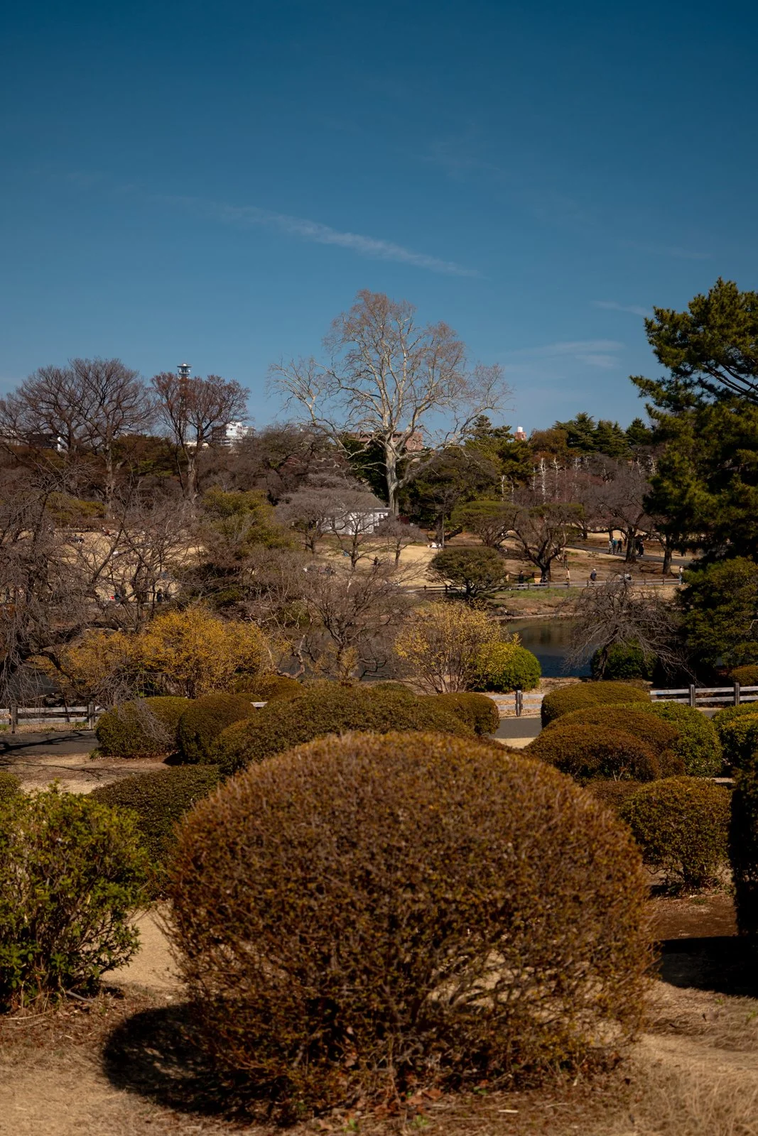 2026 JAPAN TOKYO SHINJUKU GYOEN GARDEN-24.jpg
