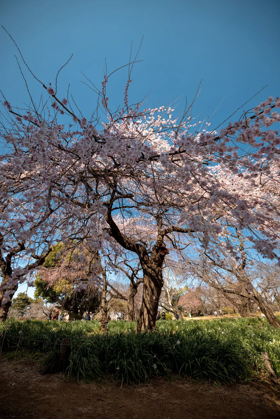 2026 JAPAN TOKYO SHINJUKU GYOEN GARDEN-26.jpg