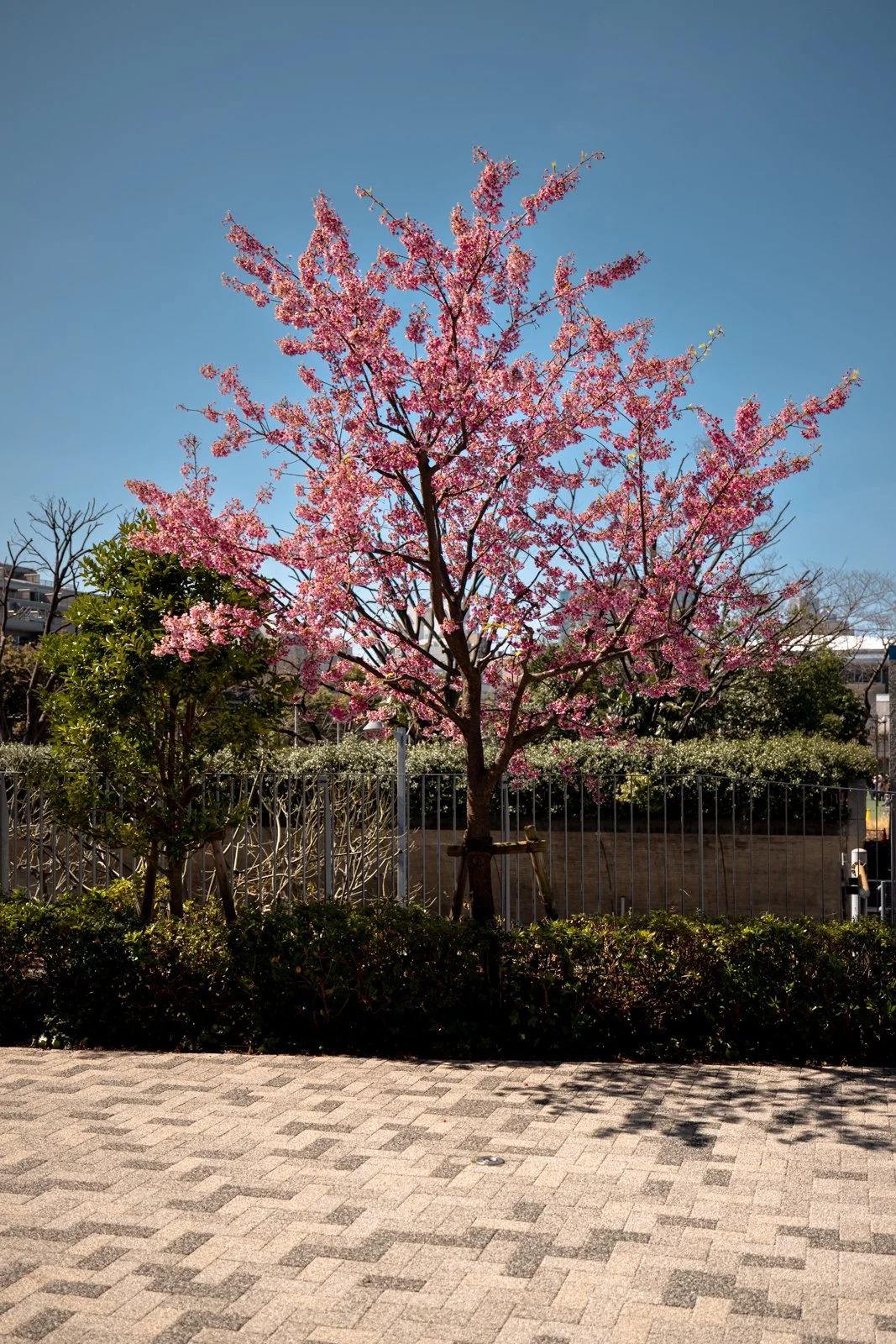 2026 JAPAN TOKYO OLYMPIC STADIUM-15.jpg