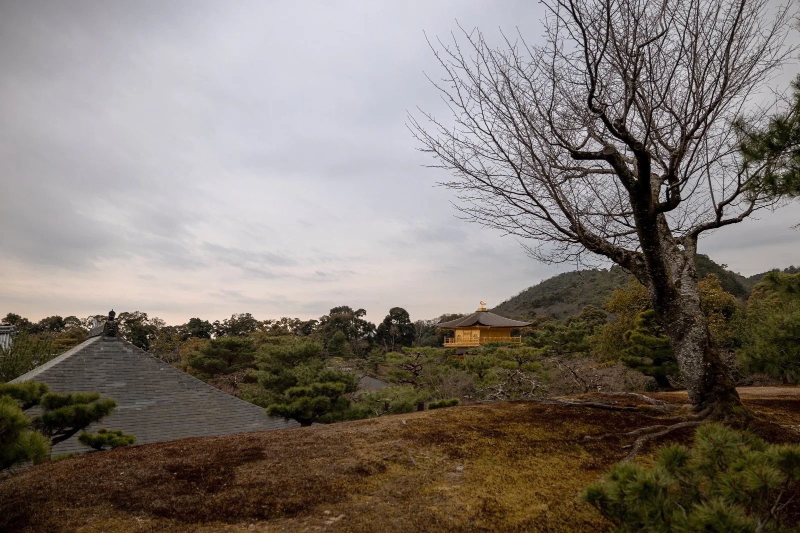 2026 KYOTO GOLDEN PAVILION-12.jpg