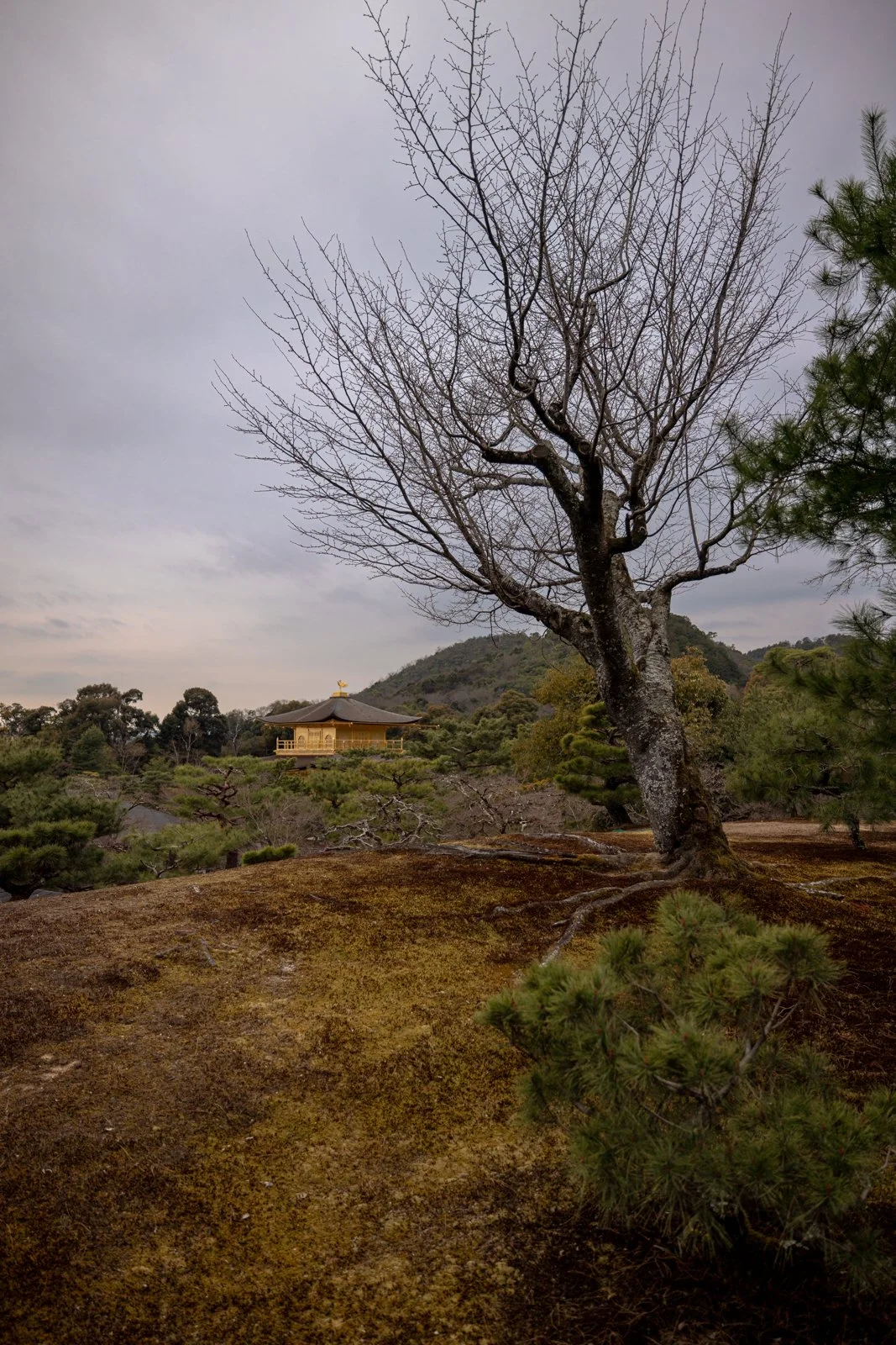 2026 KYOTO GOLDEN PAVILION-13.jpg