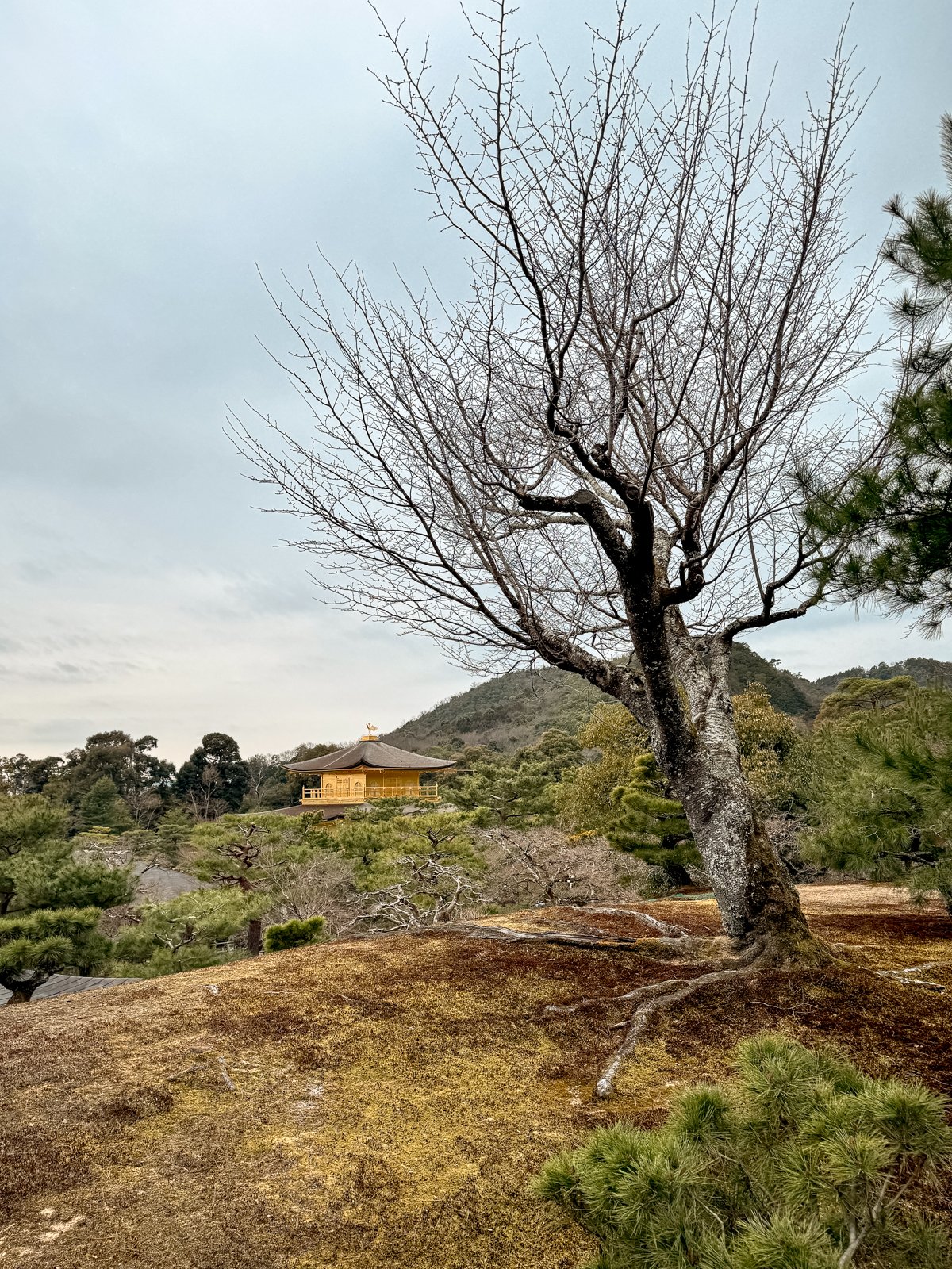 2026 KYOTO GOLDEN PAVILION-18.jpg