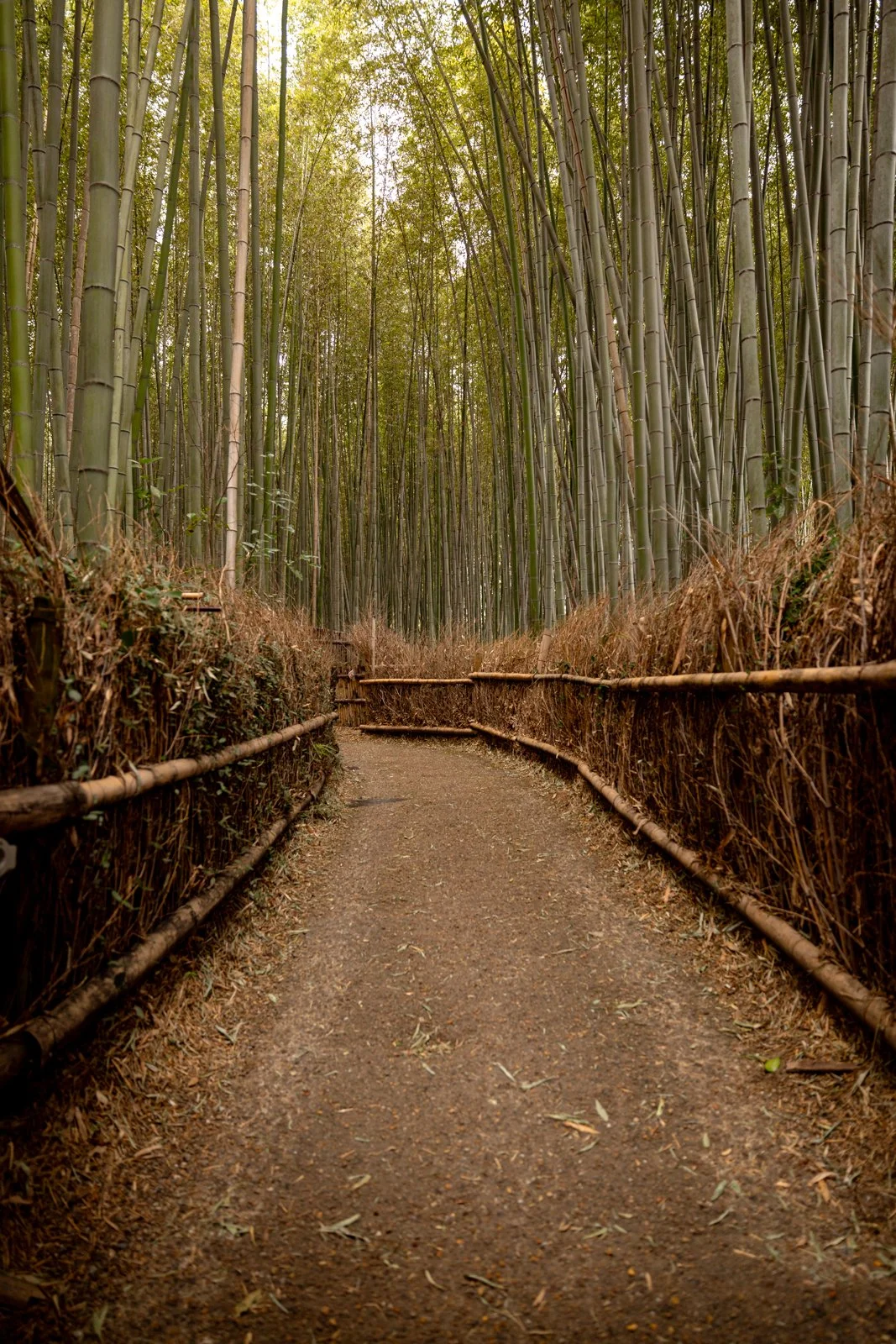 2026 KYOTO ARASHIYAMA-1.jpg