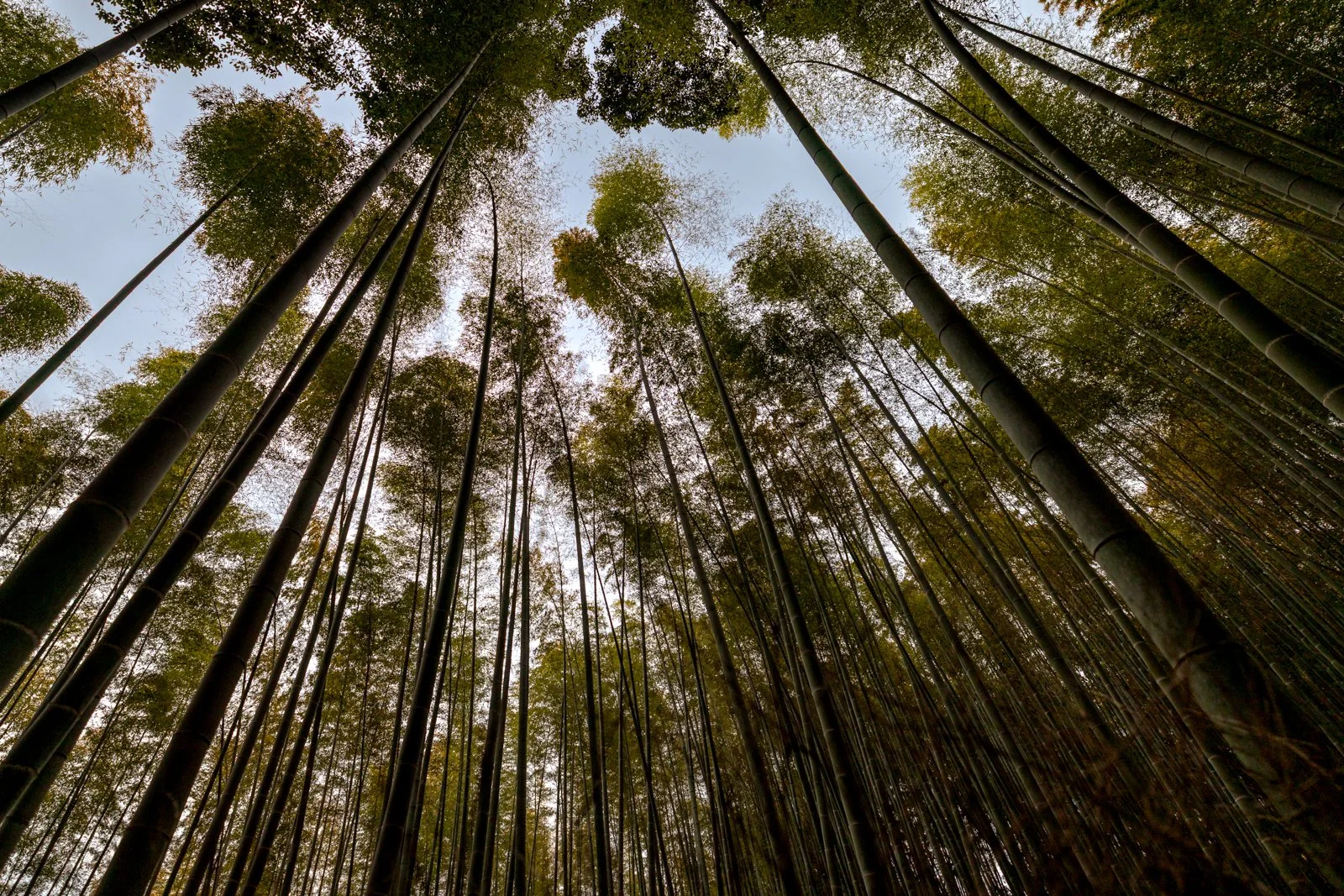 2026 KYOTO ARASHIYAMA-4.jpg