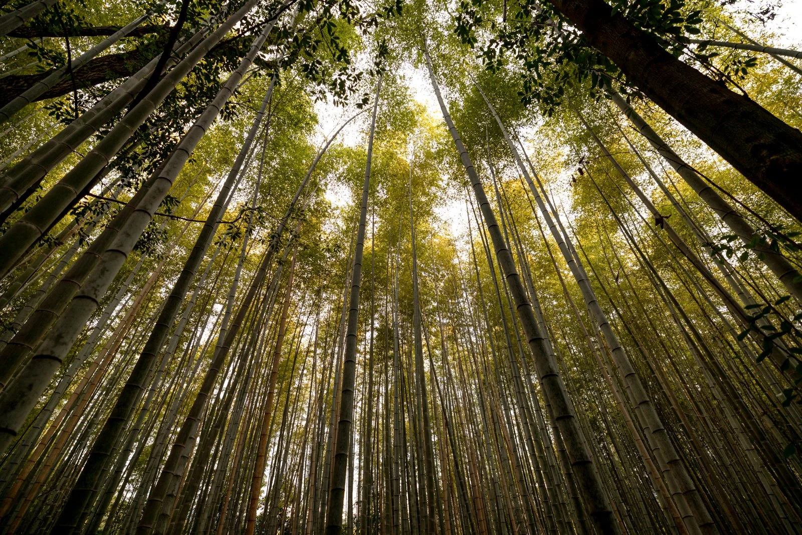 2026 KYOTO ARASHIYAMA-5.jpg