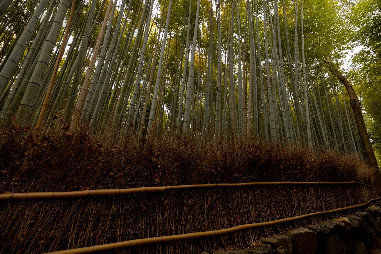 2026 KYOTO ARASHIYAMA-6.jpg