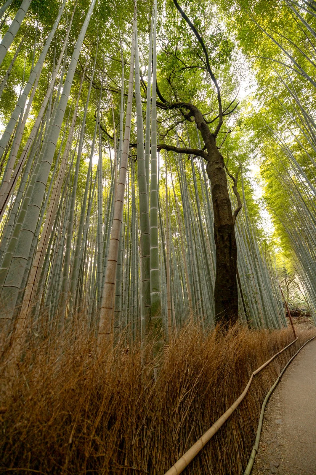 2026 KYOTO ARASHIYAMA-7.jpg