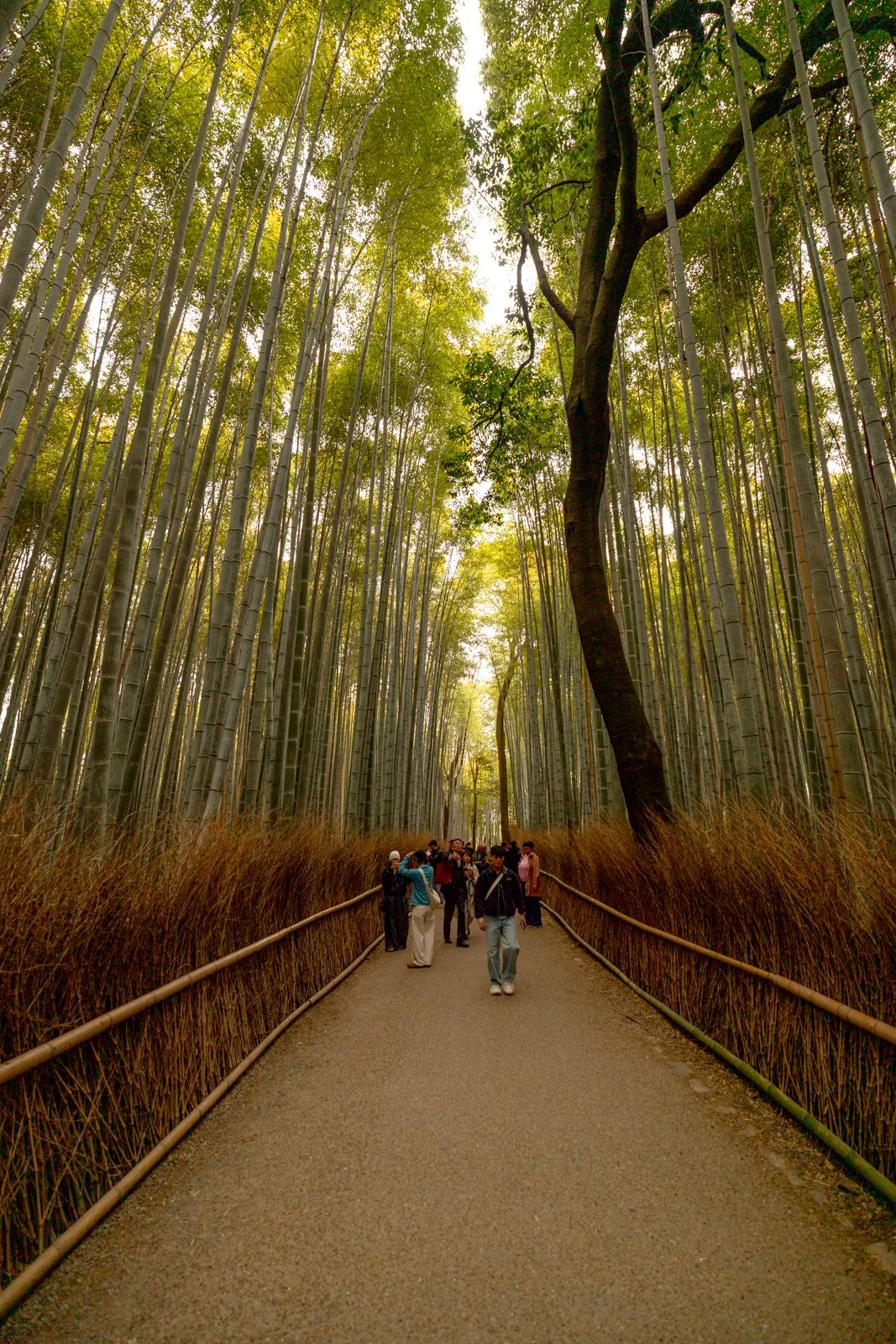 2026 KYOTO ARASHIYAMA-8.jpg