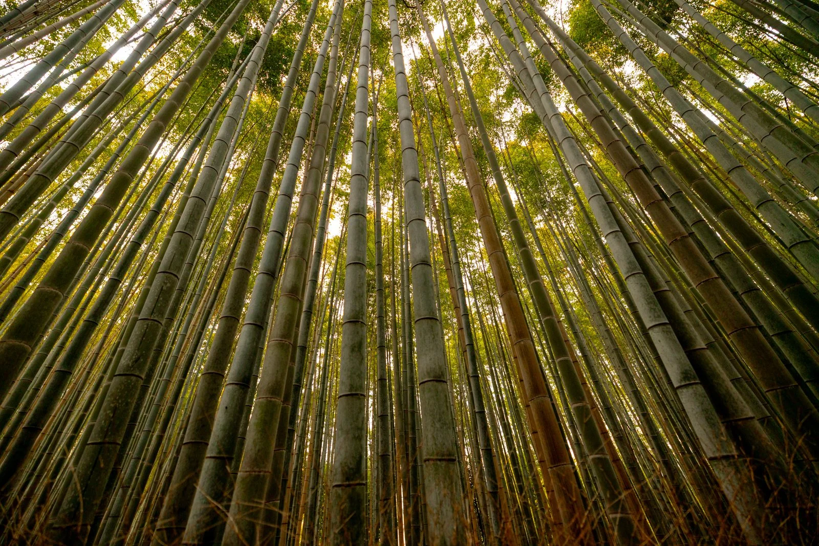 2026 KYOTO ARASHIYAMA-9.jpg