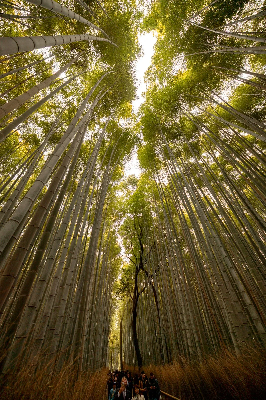 2026 KYOTO ARASHIYAMA-10.jpg