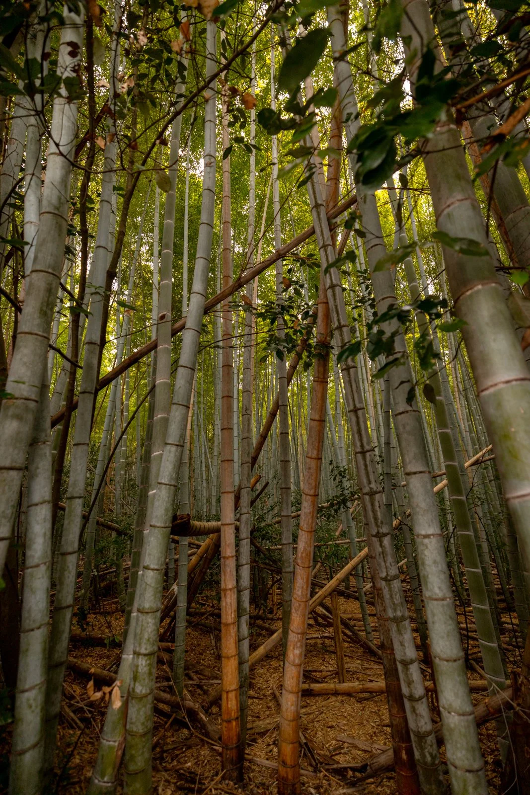 2026 KYOTO ARASHIYAMA-11.jpg