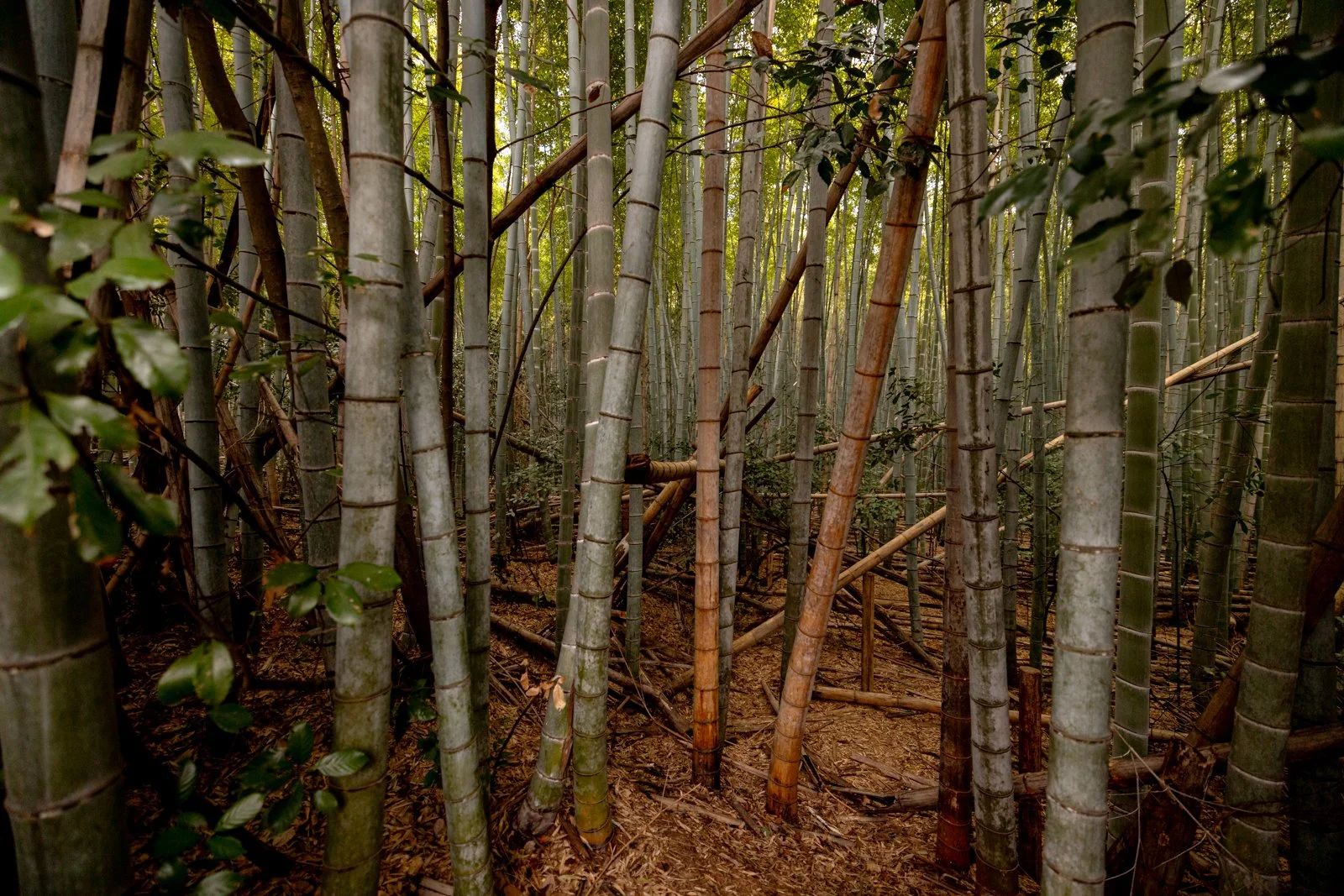2026 KYOTO ARASHIYAMA-12.jpg