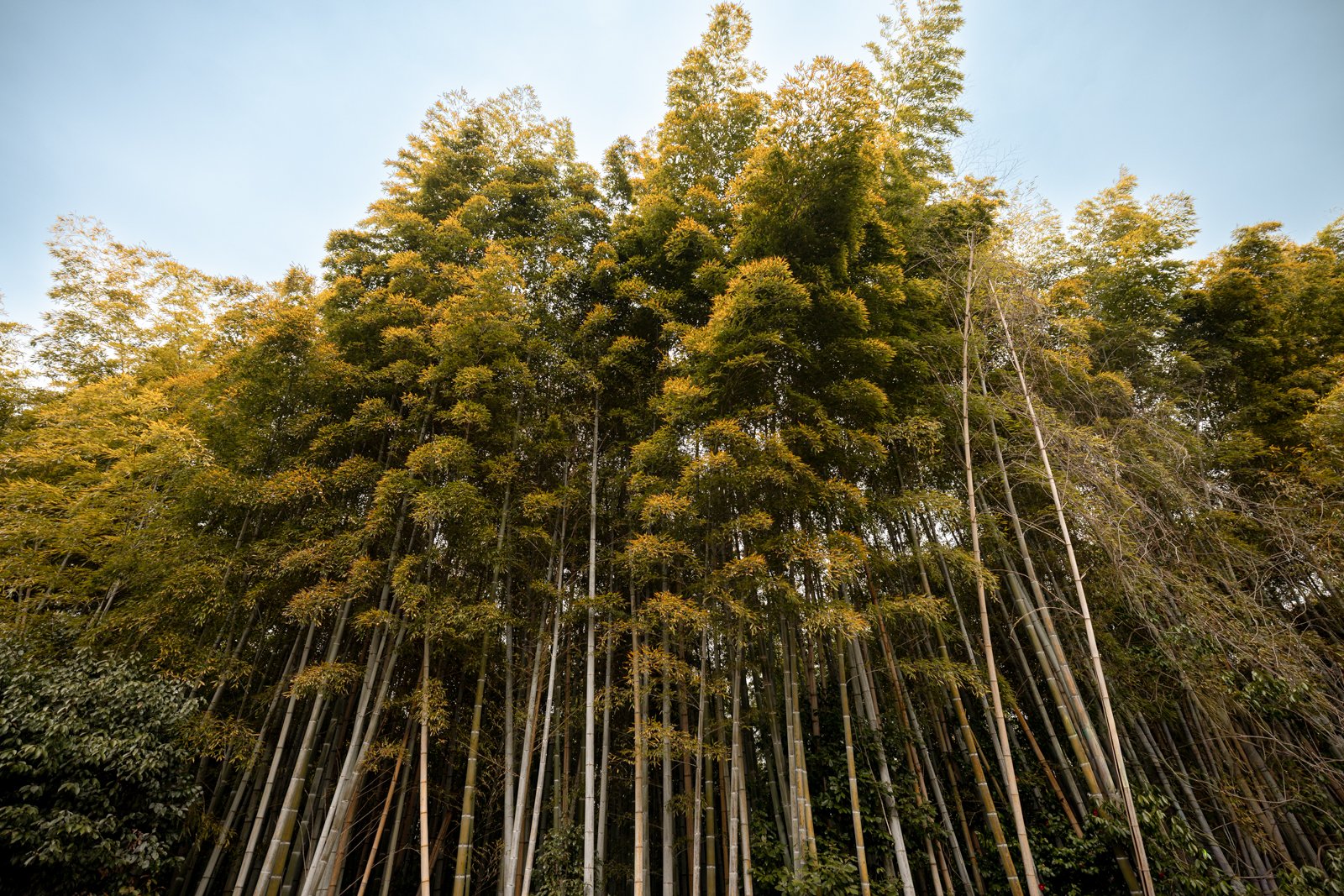 2026 KYOTO ARASHIYAMA-13.jpg