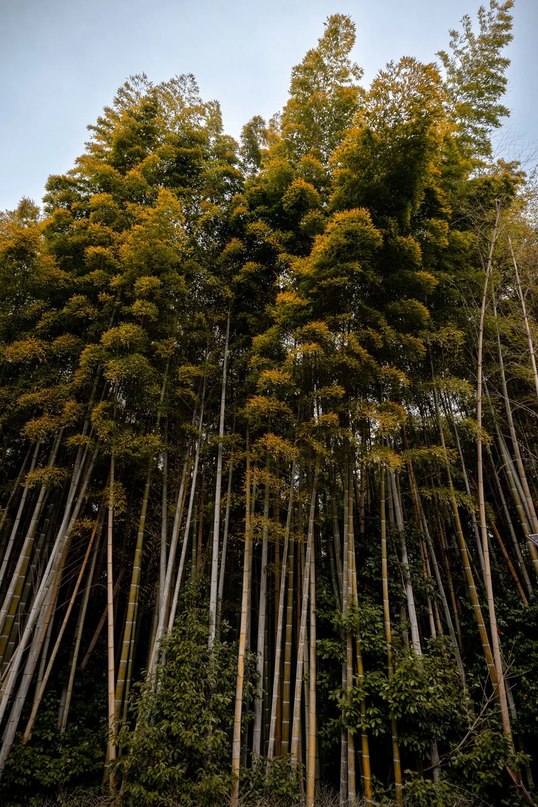 2026 KYOTO ARASHIYAMA-14.jpg