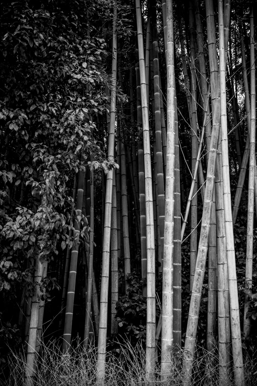 2026 KYOTO ARASHIYAMA-15.jpg