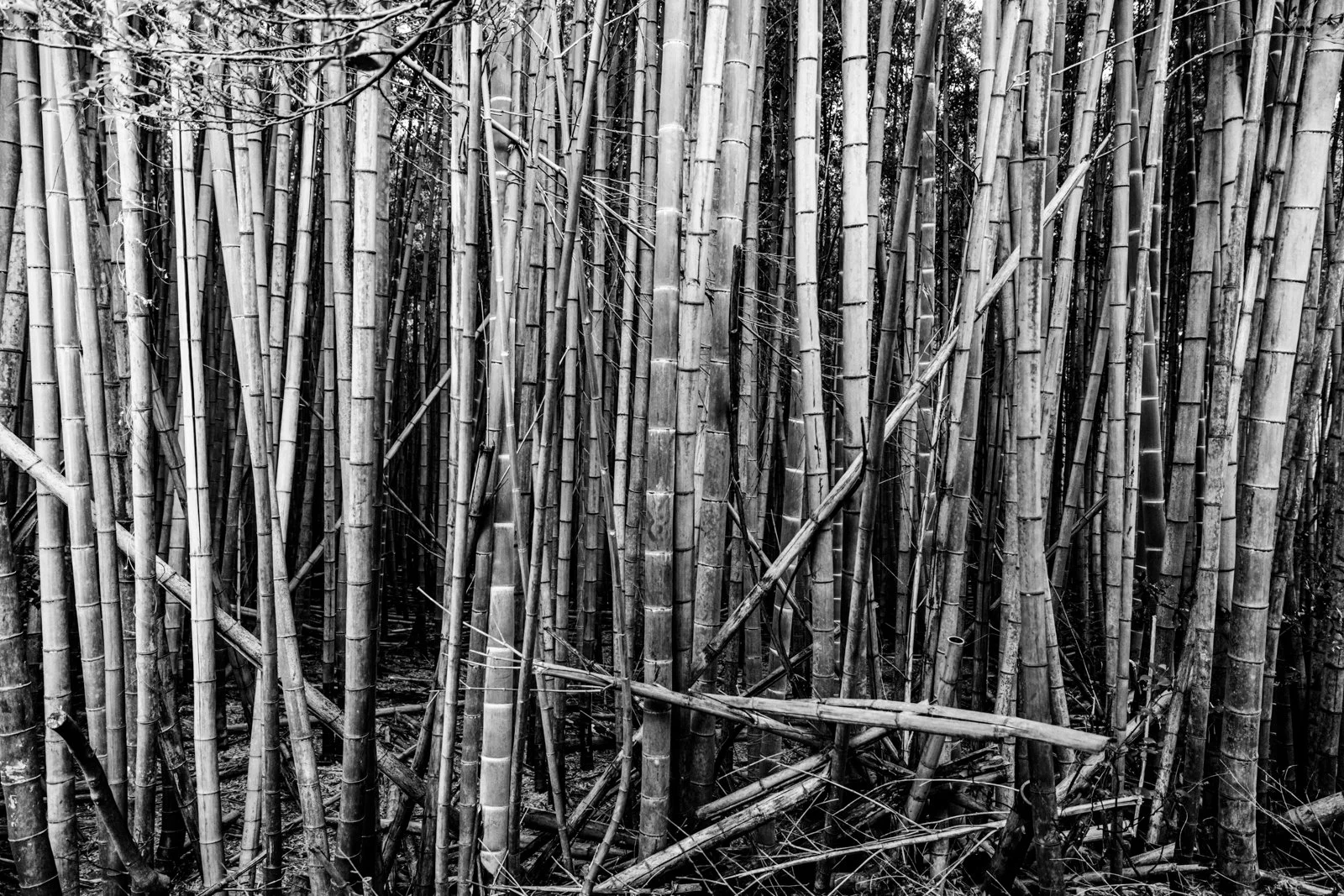 2026 KYOTO ARASHIYAMA-16.jpg