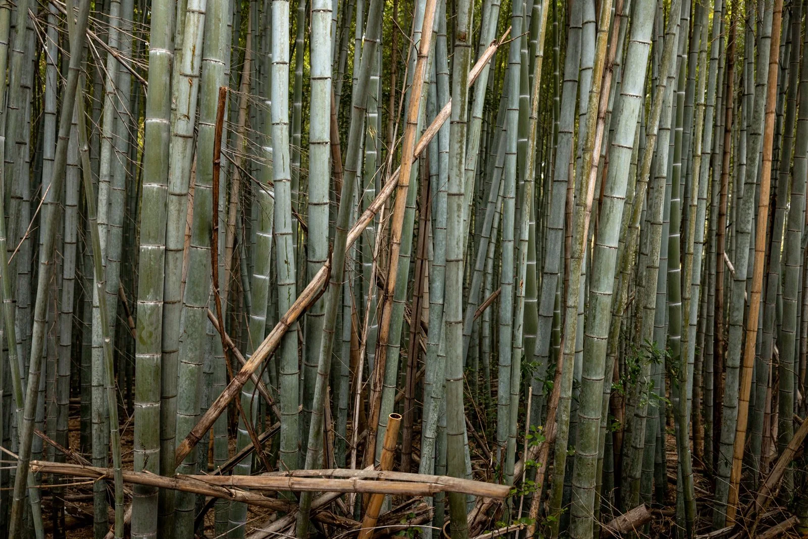 2026 KYOTO ARASHIYAMA-17.jpg