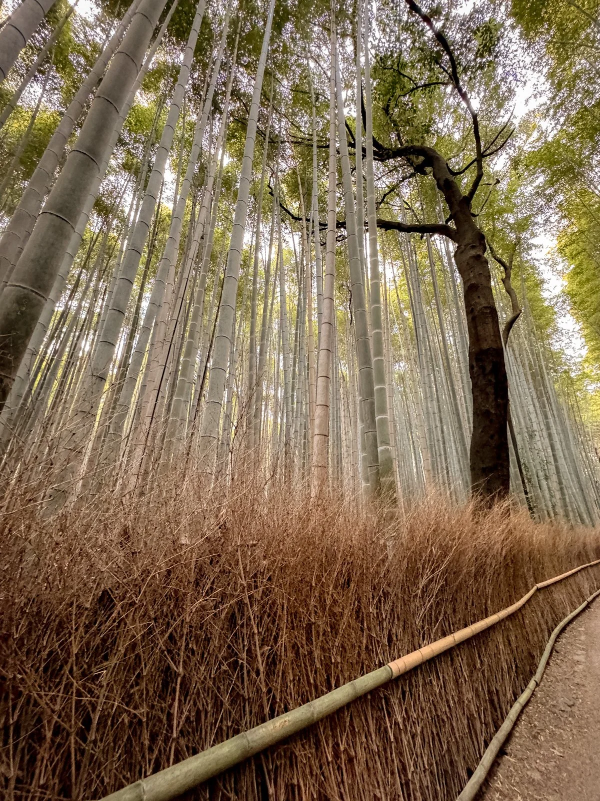 2026 KYOTO ARASHIYAMA-28.jpg