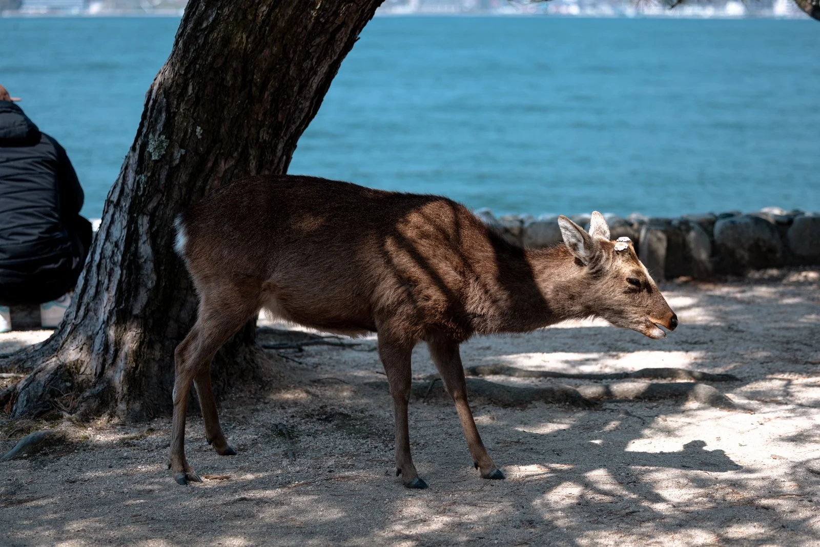 2026 HIROSHIMA MIYAJIMA ISLAND-8.jpg