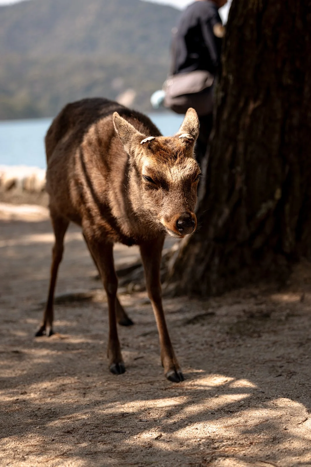 2026 HIROSHIMA MIYAJIMA ISLAND-9.jpg
