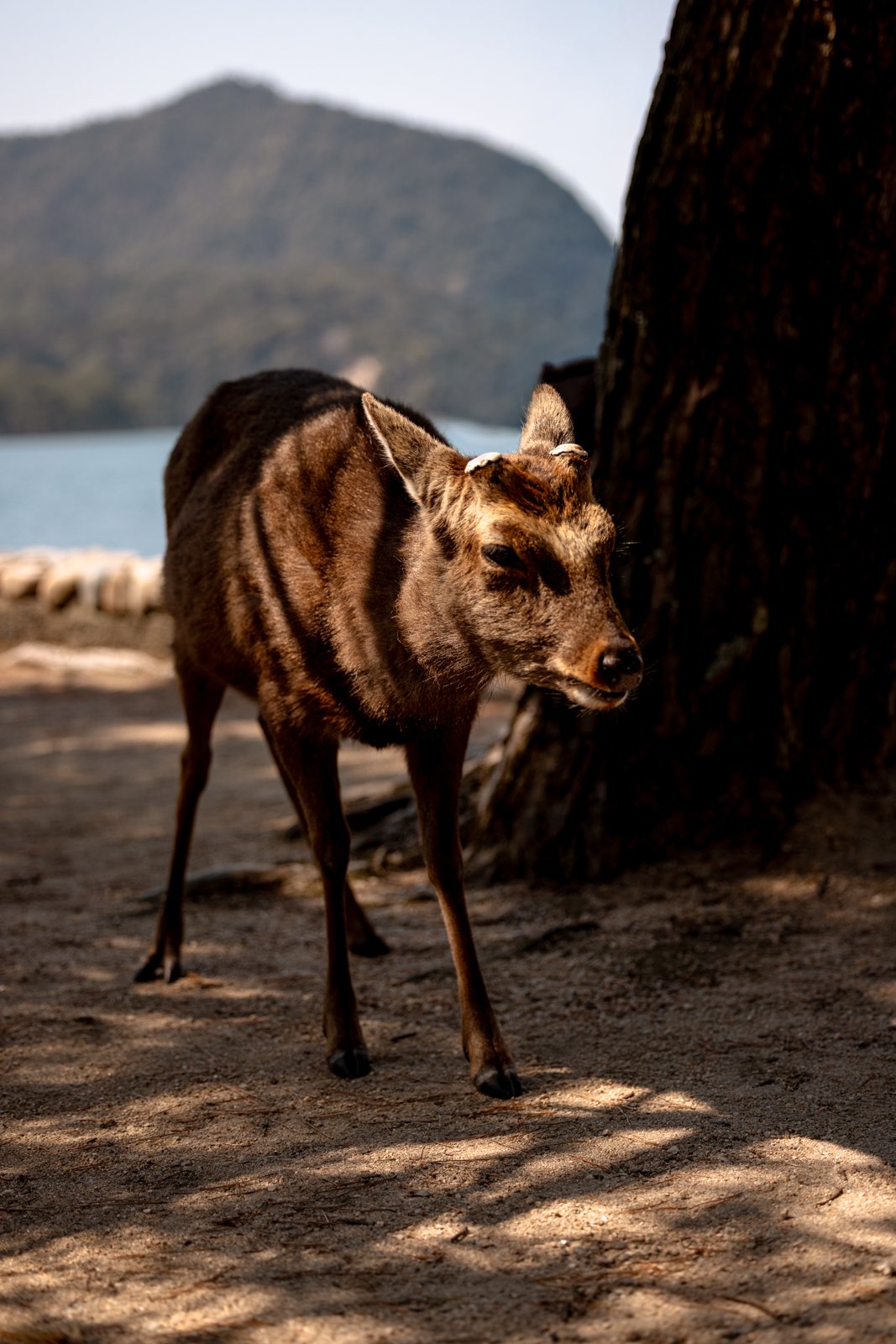 2026 HIROSHIMA MIYAJIMA ISLAND-10.jpg