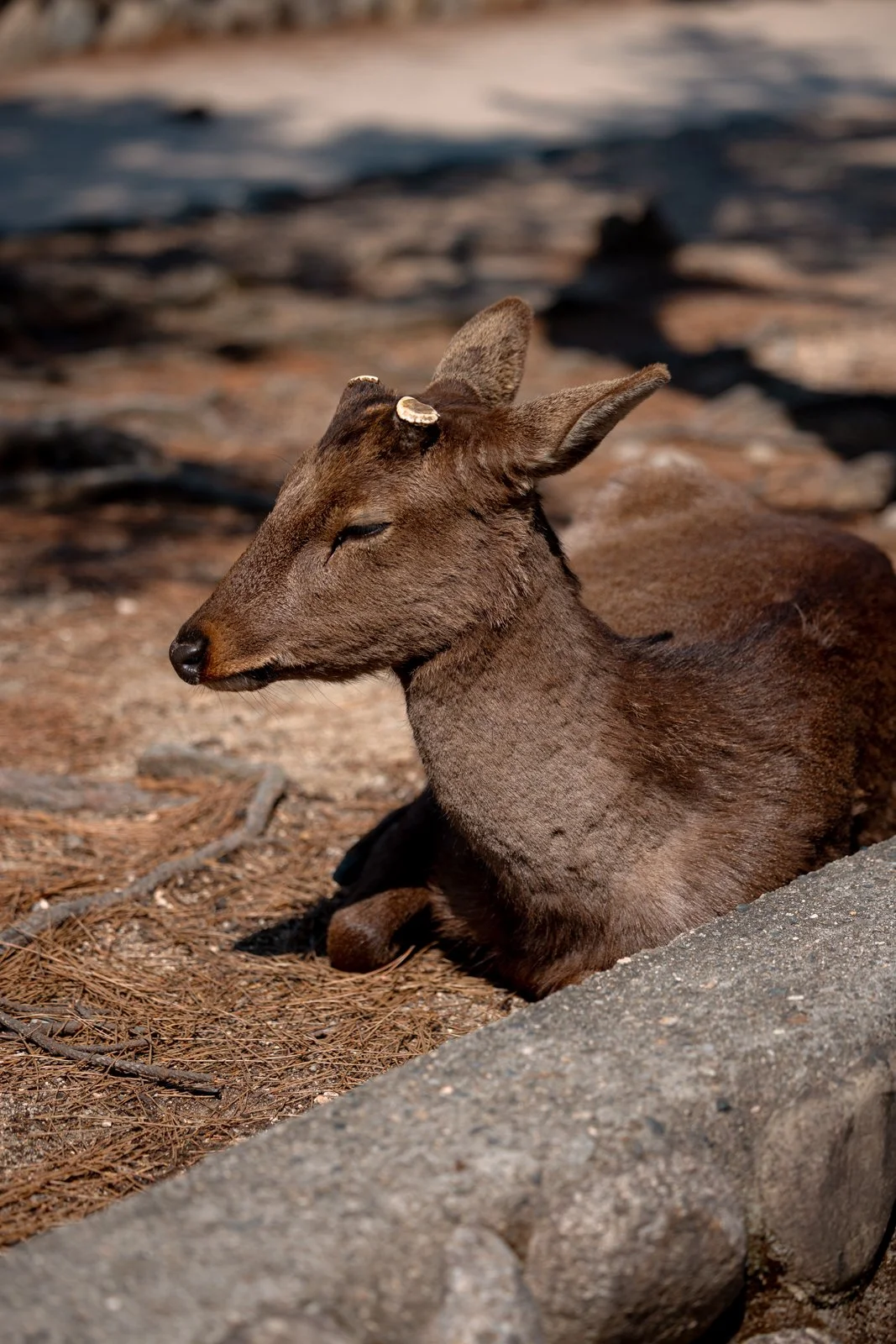 2026 HIROSHIMA MIYAJIMA ISLAND-12.jpg