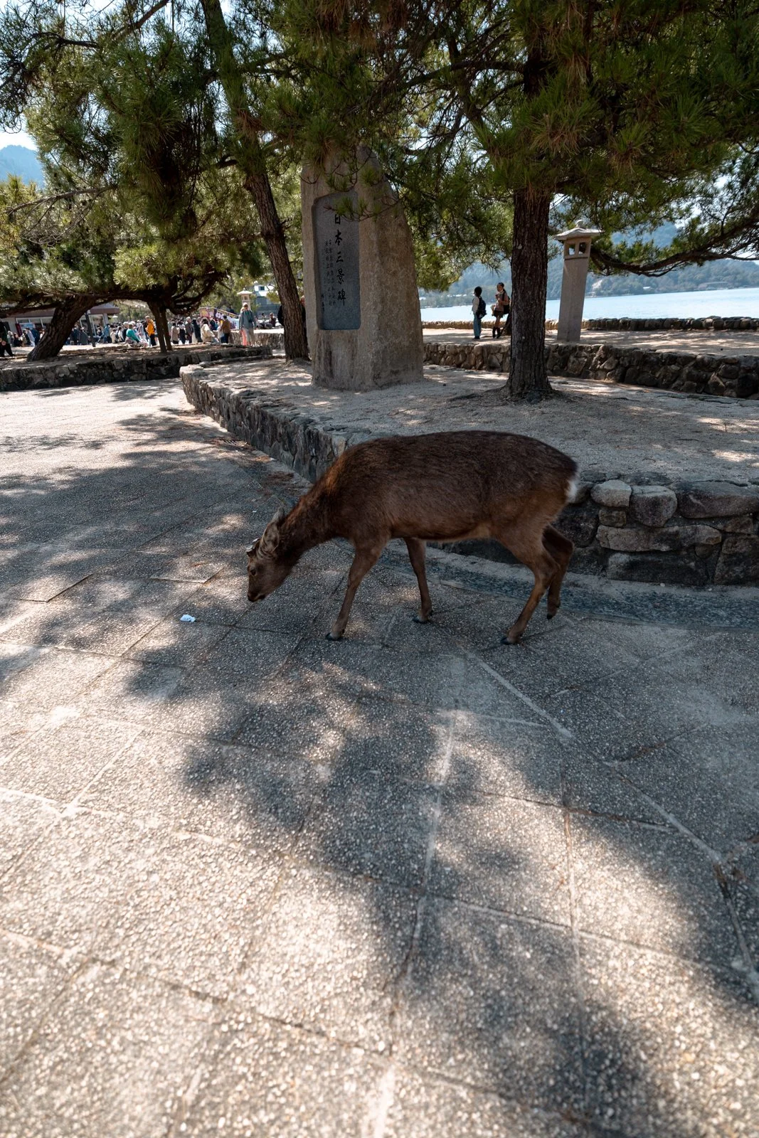 2026 HIROSHIMA MIYAJIMA ISLAND-55.jpg