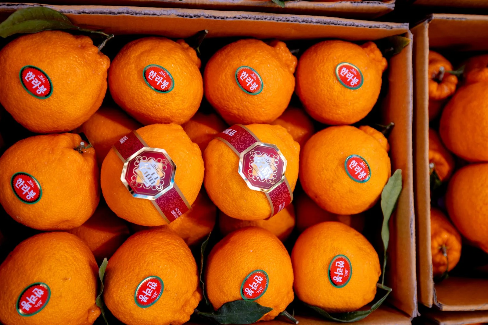 2026 JEJU ISLAND DONGMUN MARKET-9.jpg