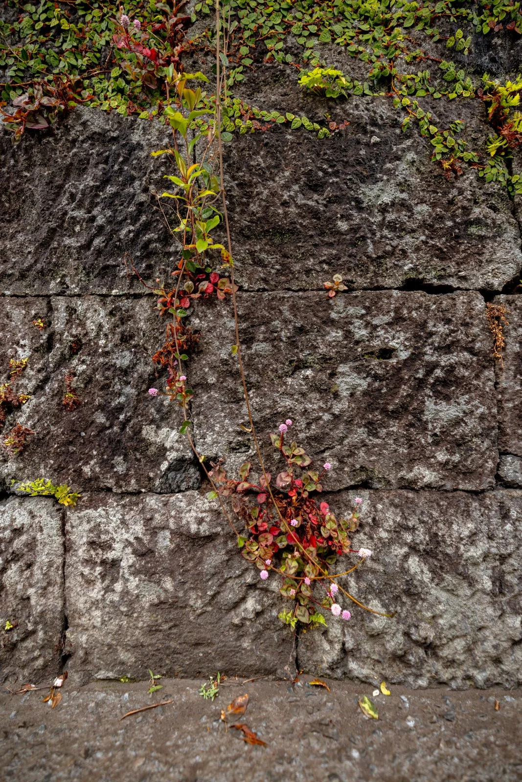 2026 CHIRAN SAMURAI VILLAGE-15.jpg