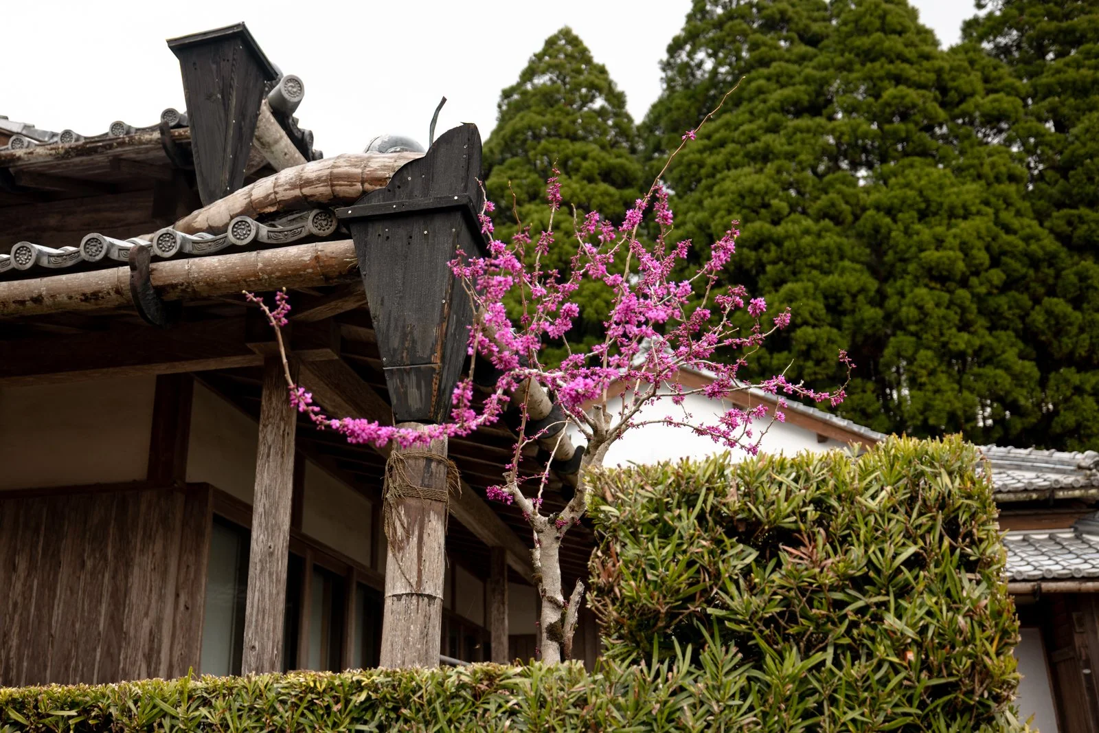 2026 CHIRAN SAMURAI VILLAGE-23.jpg