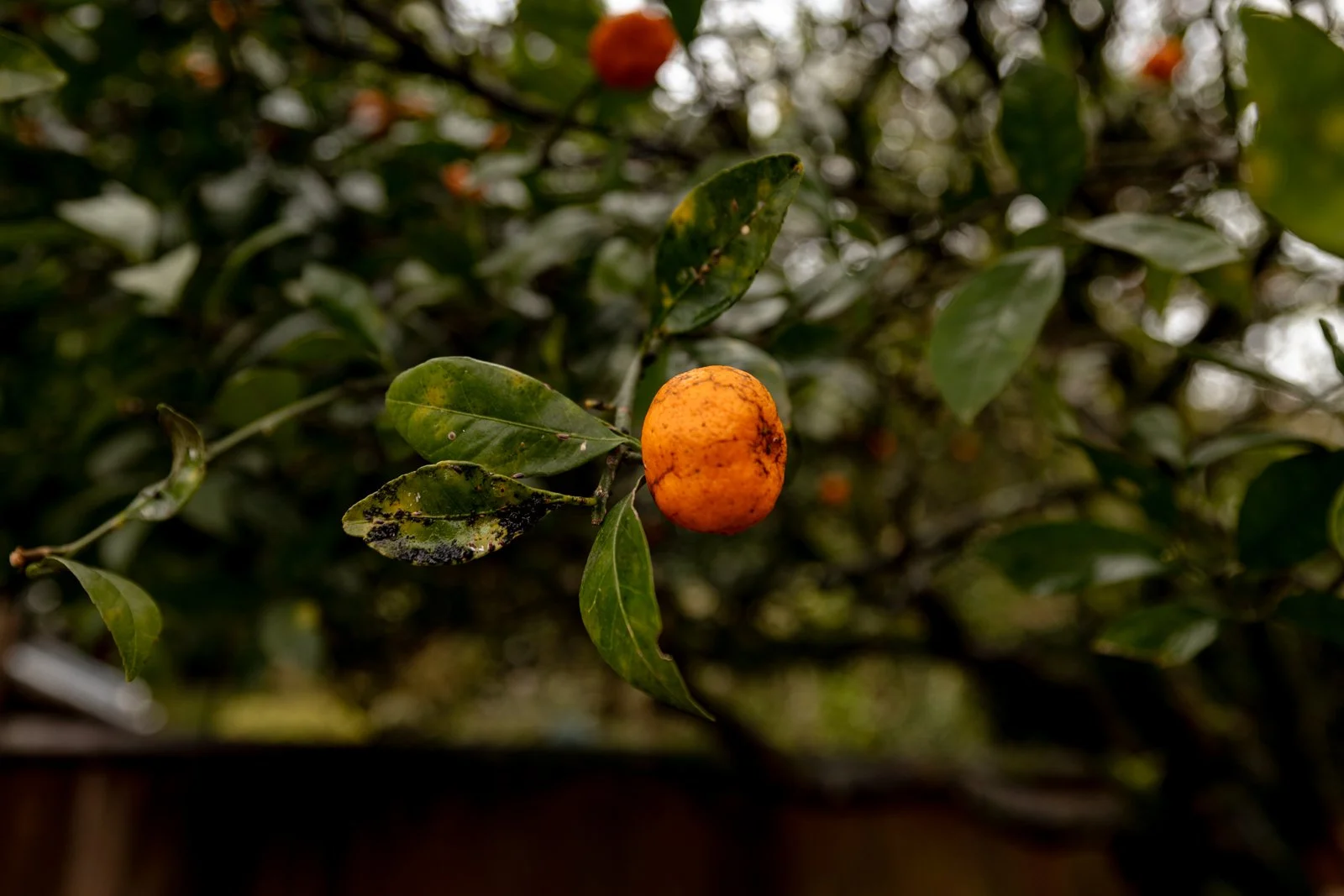 2026 CHIRAN SAMURAI VILLAGE-25.jpg