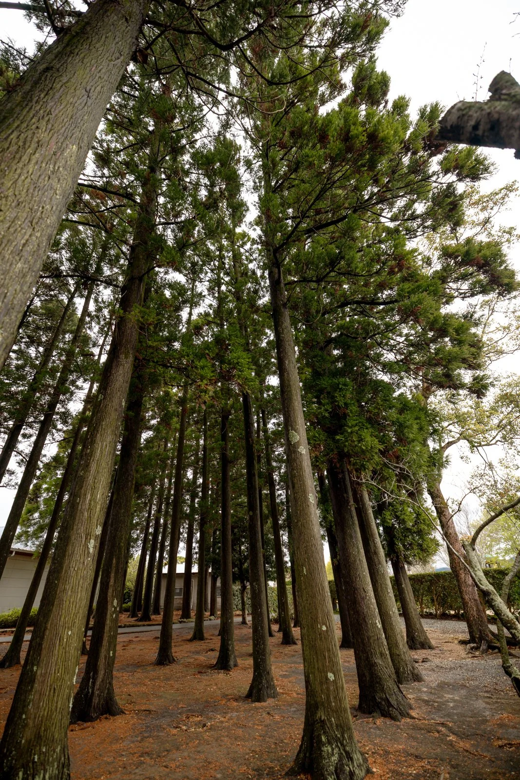 2026 CHIRAN PEACE MUSEUM-12.jpg