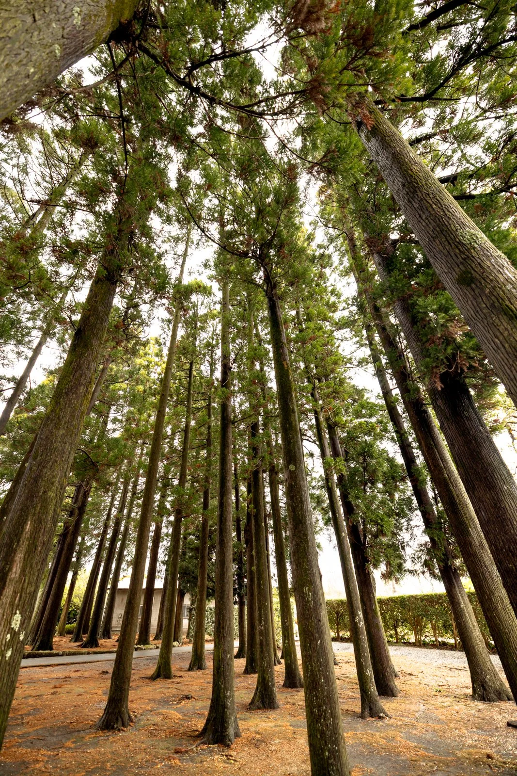 2026 CHIRAN PEACE MUSEUM-13.jpg