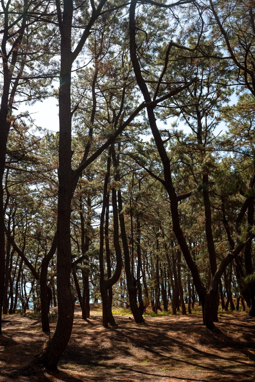 2026 SHIMIZU MIHONO MATSUBARA BEACH-16.jpg