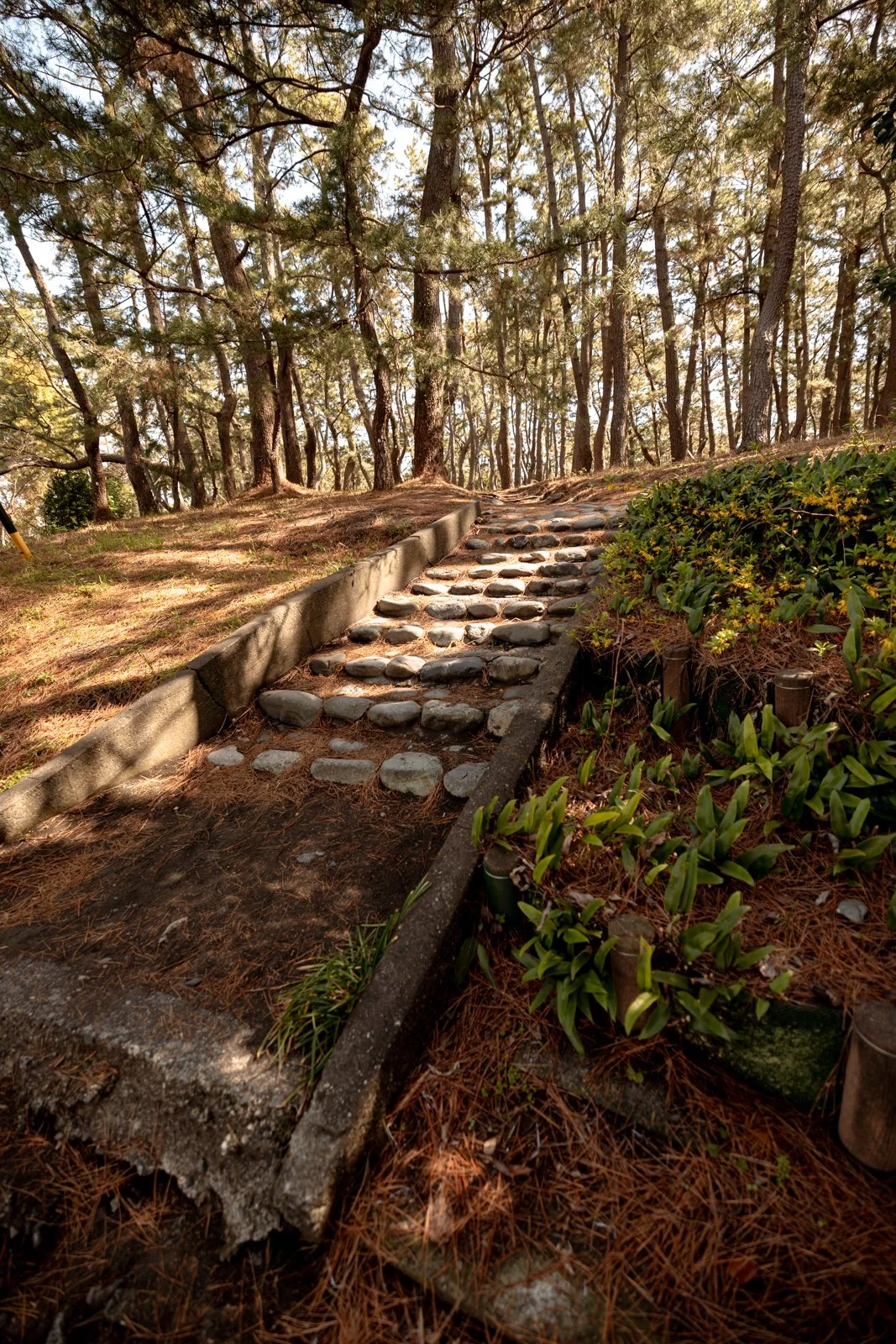 2026 SHIMIZU MIHONO MATSUBARA BEACH-17.jpg