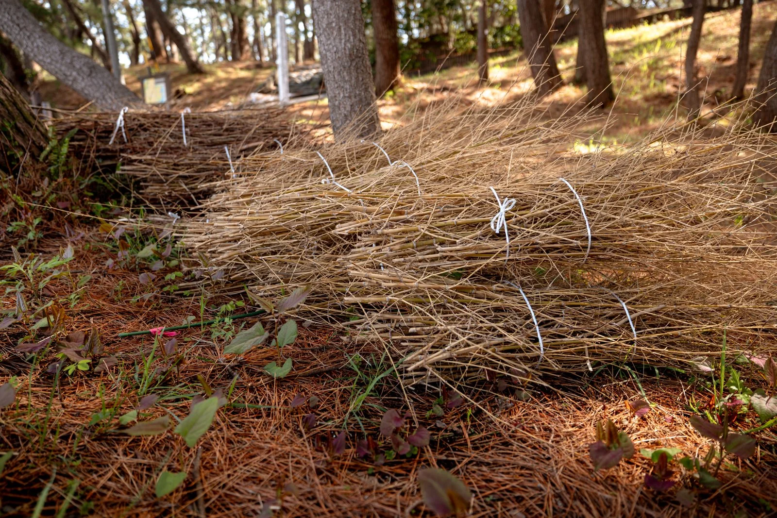 2026 SHIMIZU MIHONO MATSUBARA BEACH-18.jpg
