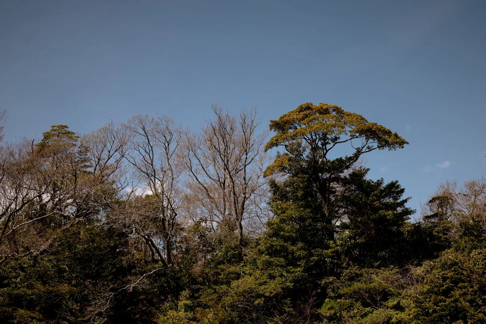 2026 SHIMIZU NIHONDAIRA ROPEWAY-10.jpg