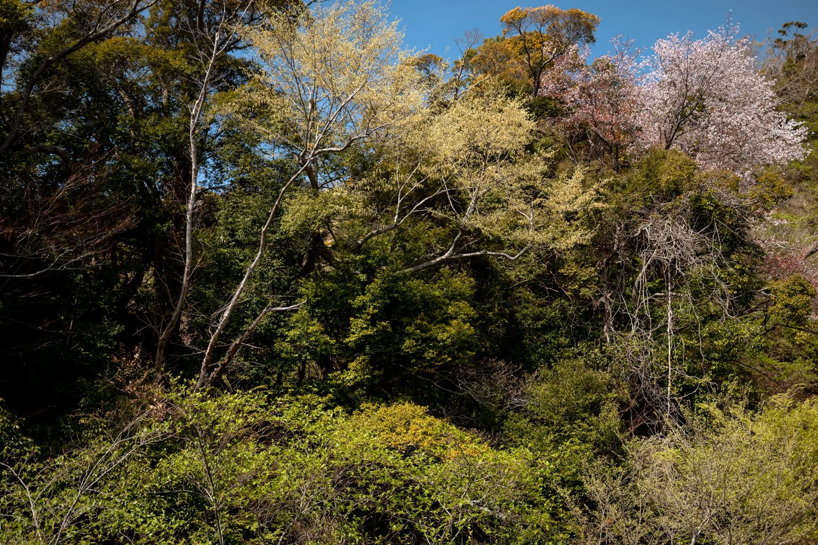 2026 SHIMIZU NIHONDAIRA ROPEWAY-11.jpg