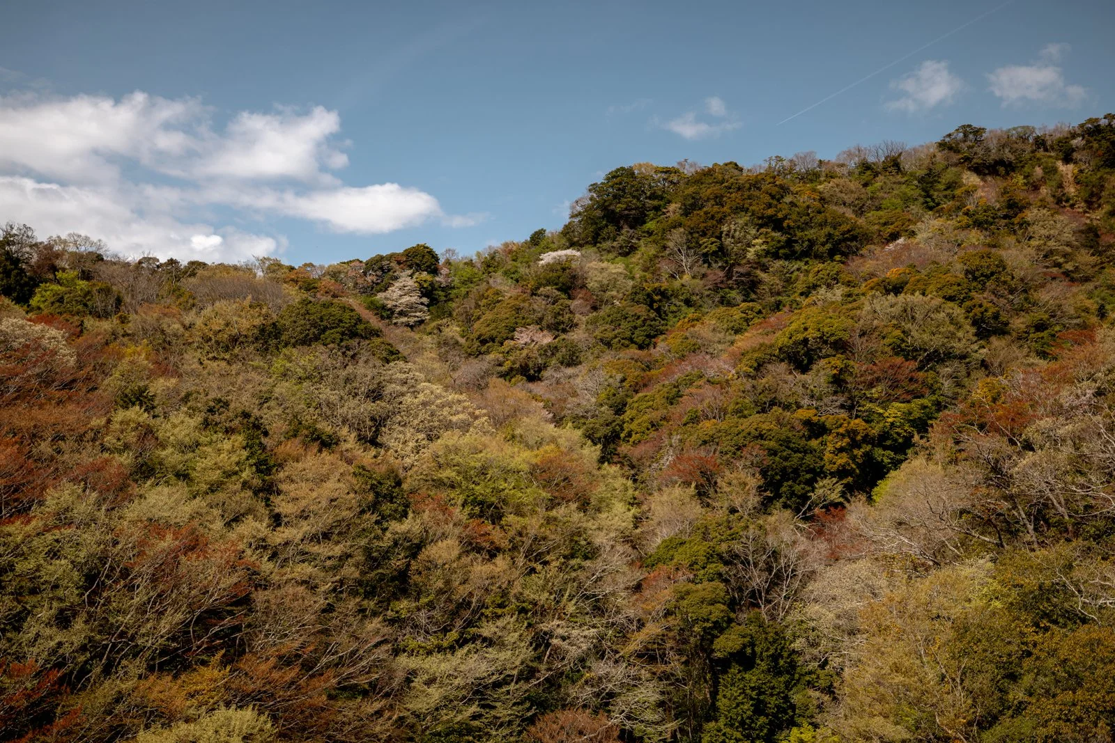 2026 SHIMIZU NIHONDAIRA ROPEWAY-12.jpg