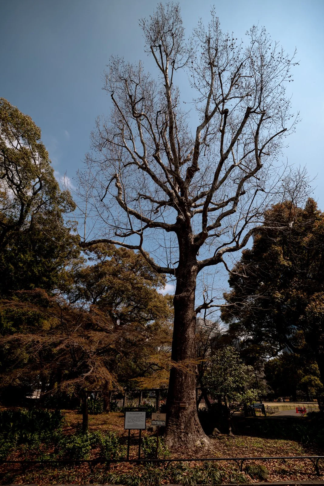 2026 TOKYO IMPERIAL PALACE-4.jpg