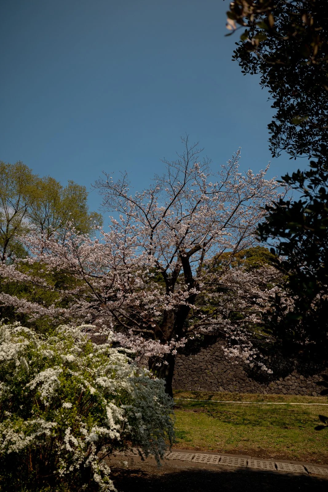 2026 TOKYO IMPERIAL PALACE-22.jpg