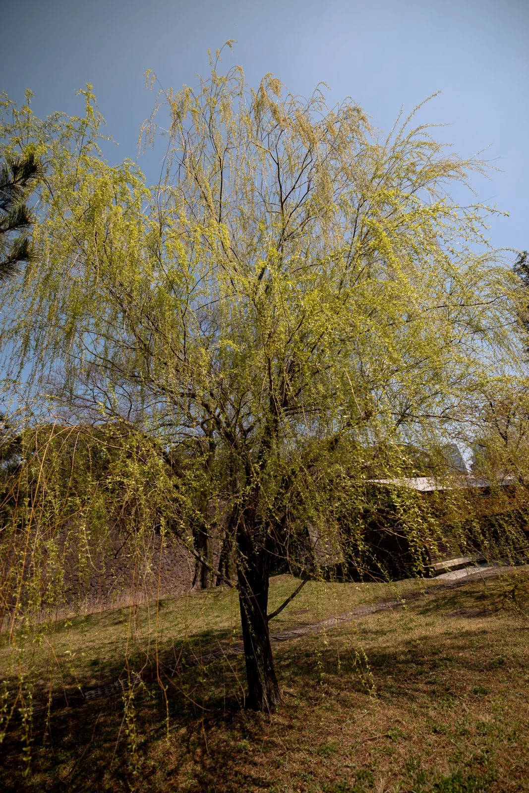 2026 TOKYO IMPERIAL PALACE-24.jpg