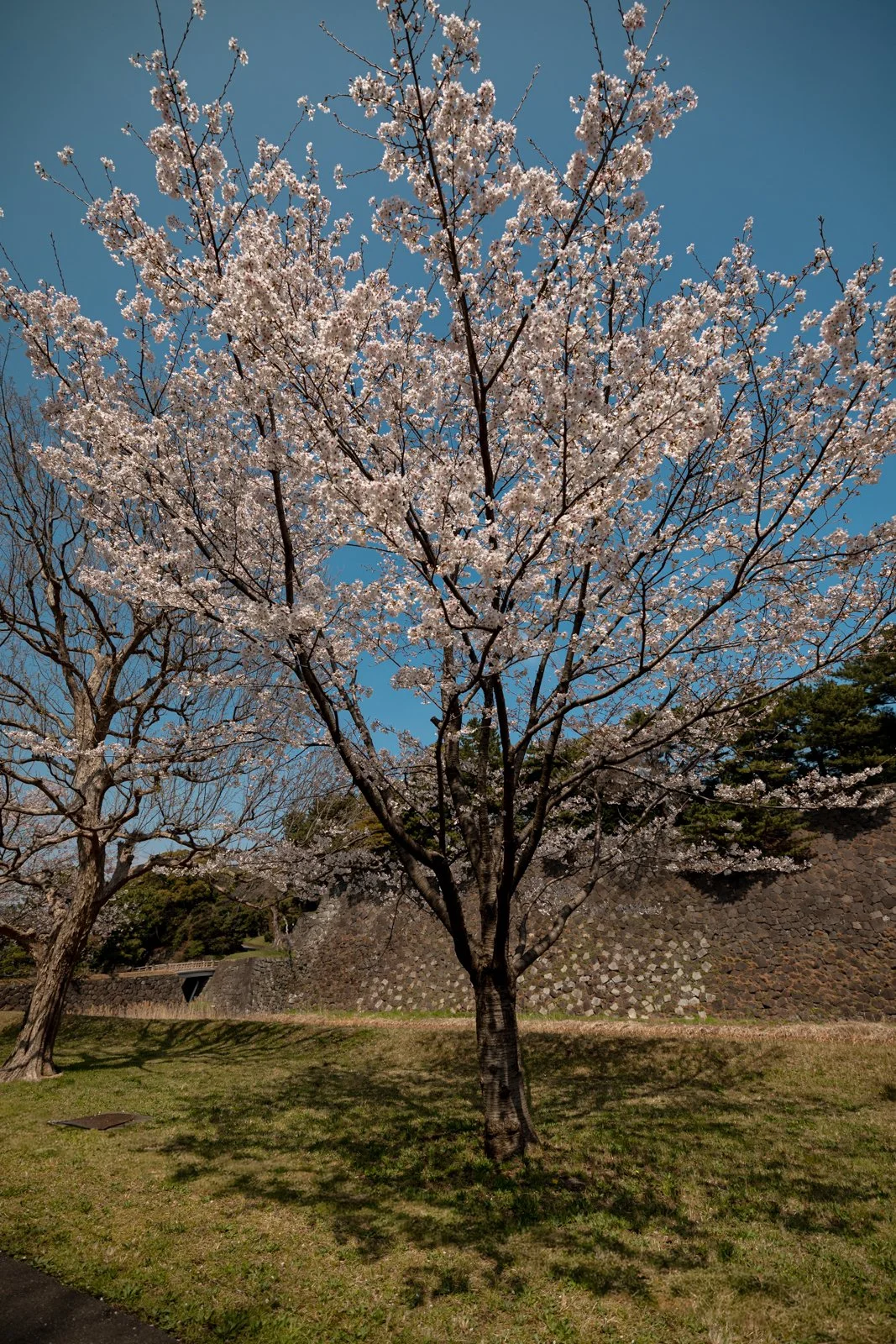 2026 TOKYO IMPERIAL PALACE-28.jpg